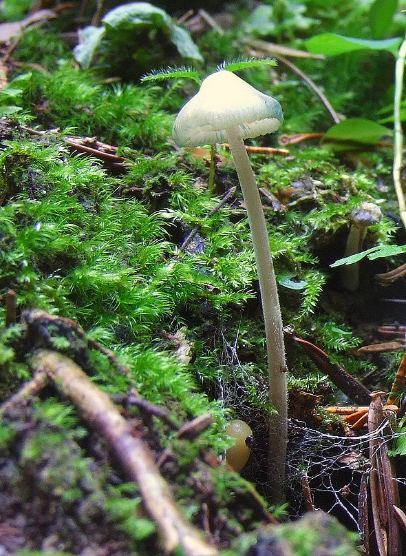 prilbička slizká Mycena epipterygia (Scop.) Gray