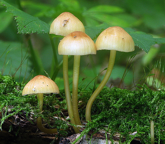 prilbička žltohlúbiková Mycena renati Quél.