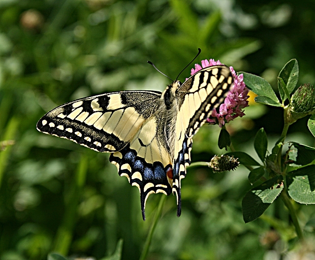 vidlochvost feniklový Papilio machaon