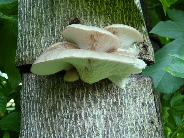 hliva ustricovitá Pleurotus ostreatus (Jacq.) P. Kumm.