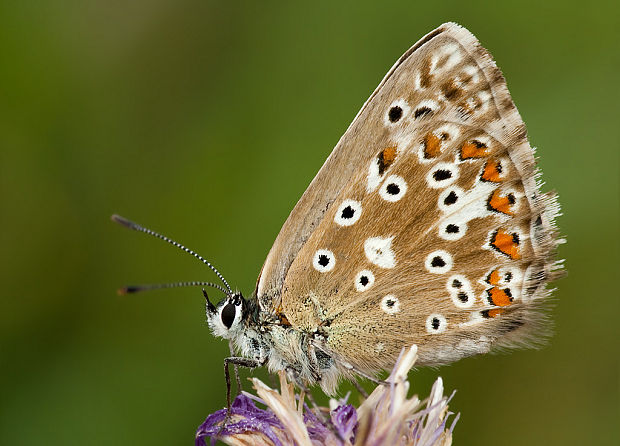 modráčik vikový Polyommatus coridon