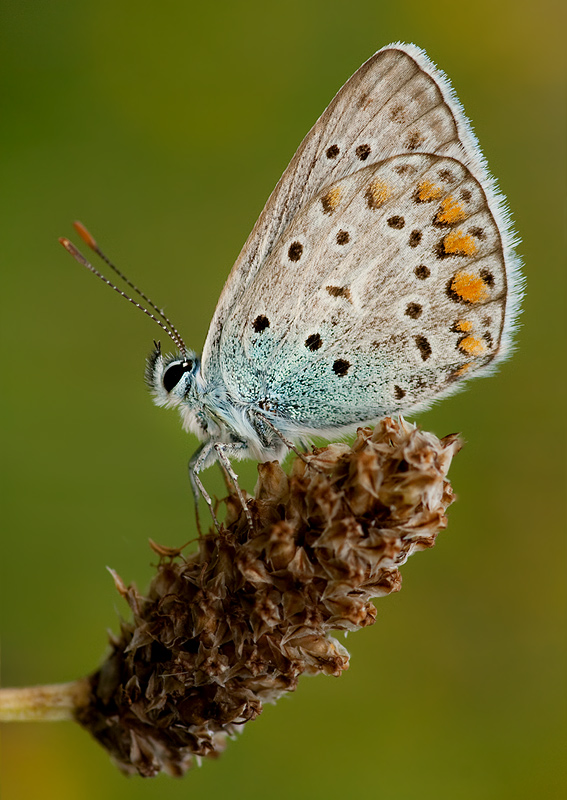 modráčik obyčajný Polyommatus icarus