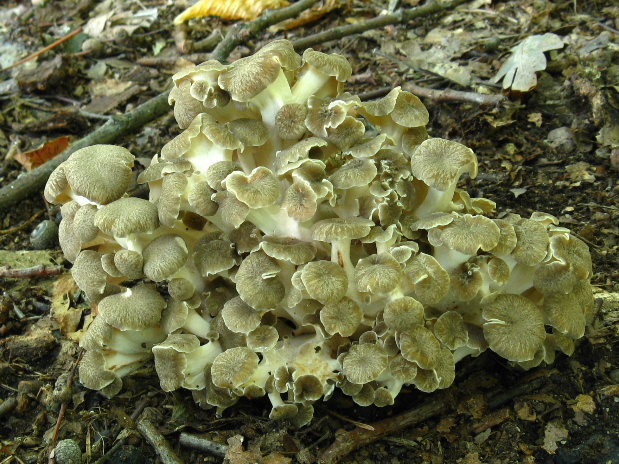 trúdnik klobúčkatý Polyporus umbellatus (Pers.) Fr.