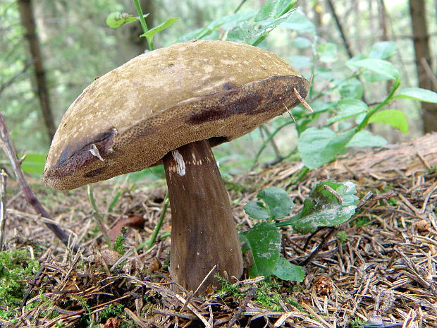 tmavohríb obyčajný Porphyrellus porphyrosporus (Fr. & Hök) E.-J. Gilbert