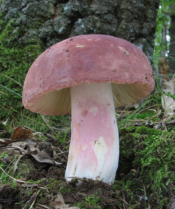 plávka Russula sp.