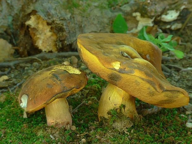 hríb zrnitohlúbikový Sutorius luridiformis (Rostk.) G. Wu & Zhu L. Yang