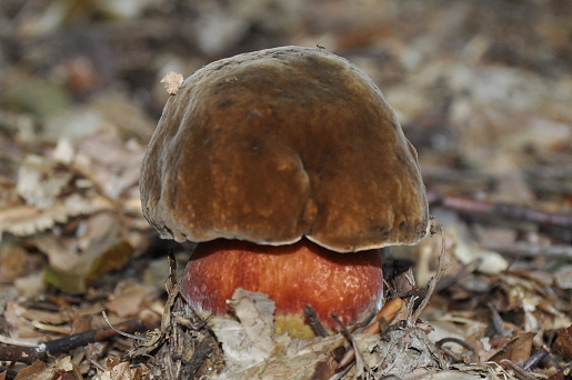 hríb zrnitohlúbikový Sutorius luridiformis (Rostk.) G. Wu & Zhu L. Yang