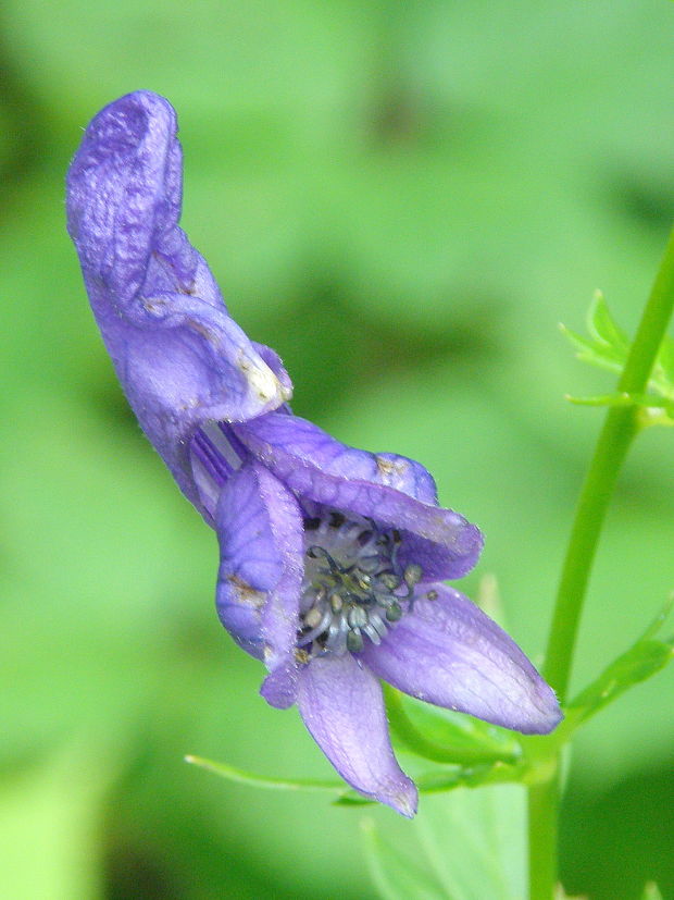 prilbica pestrá Aconitum variegatum L.