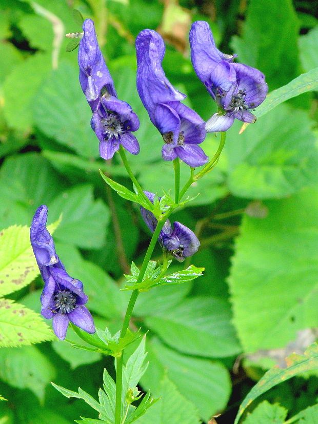 prilbica pestrá Aconitum variegatum L.