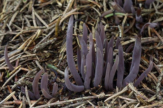 pakyjačik purpurový Alloclavaria purpurea (O.F. Müll.) Dentinger & D.J. McLaughlin