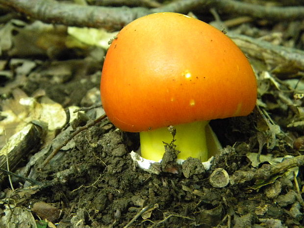 muchotrávka cisárska Amanita caesarea (Scop.) Pers.