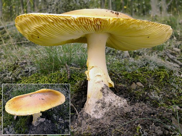 muchotrávka cisárska Amanita caesarea (Scop.) Pers.