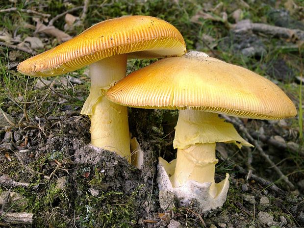 muchotrávka cisárska Amanita caesarea (Scop.) Pers.