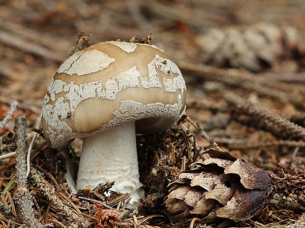 muchotrávka hrubá Amanita excelsa (Fr.) Bertill.