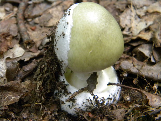 muchotrávka zelená Moravcova ? Amanita phalloides var. moravecii Pilát