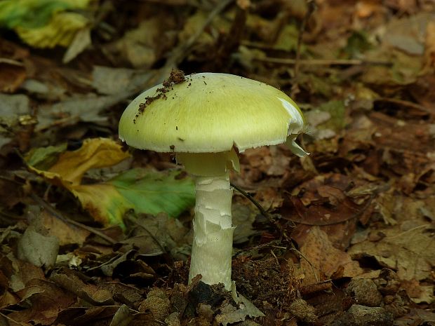 muchotrávka zelená Amanita phalloides (Vaill. ex Fr.) Link