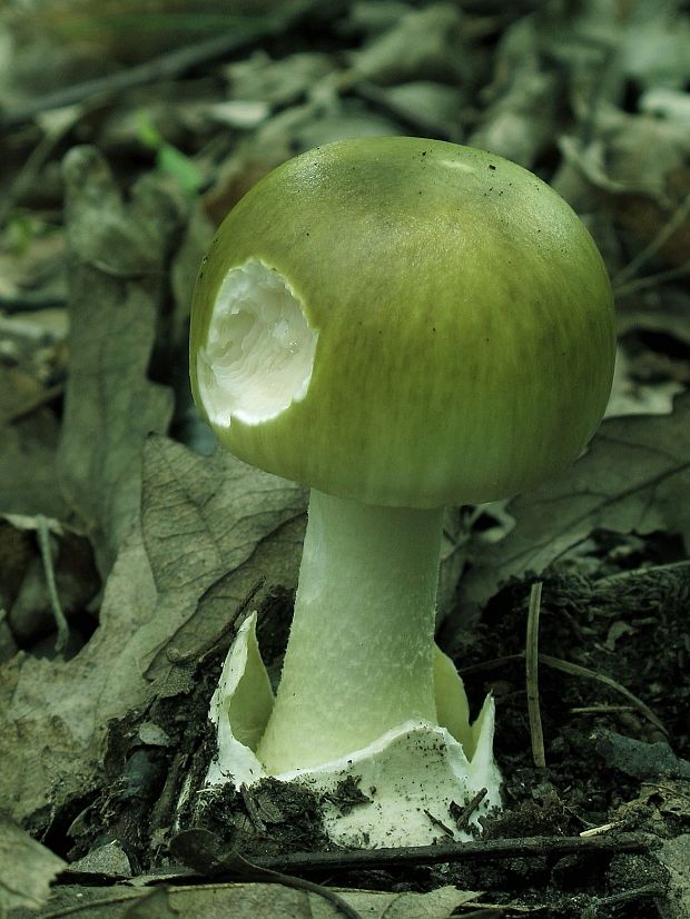 muchotrávka zelená Amanita phalloides (Vaill. ex Fr.) Link