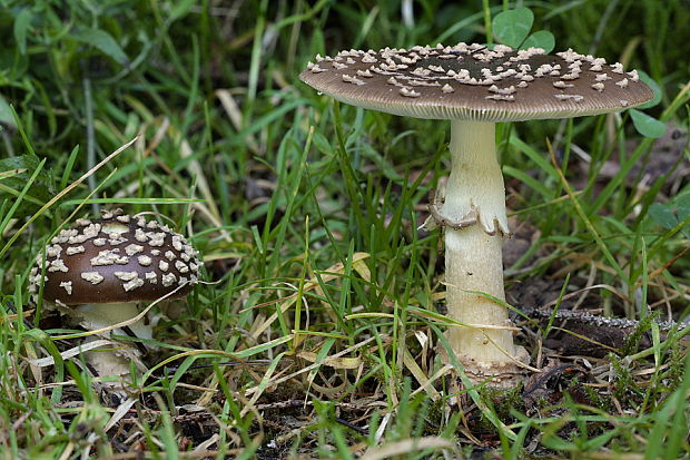 muchotrávka kráľovská Amanita regalis (Fr.) Michael