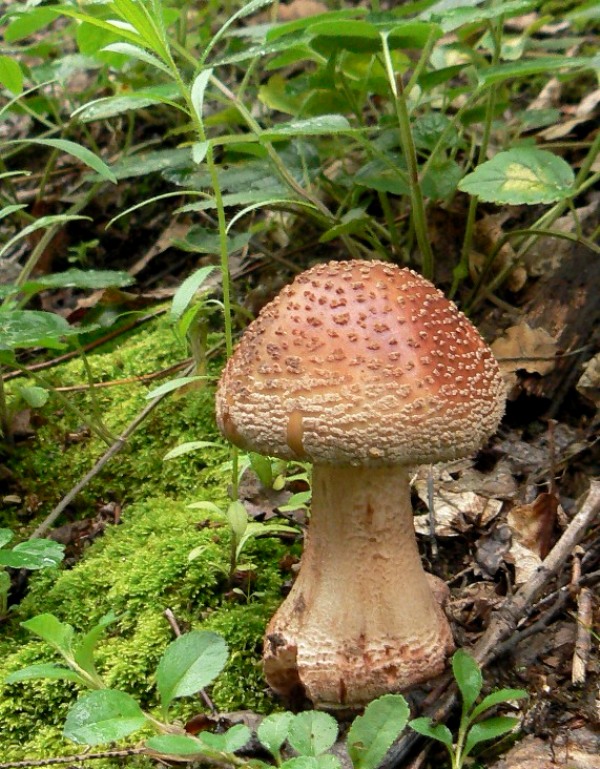 muchotrávka červenkastá Amanita rubescens Pers.