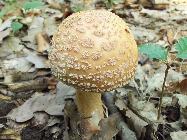 muchotrávka červenkastá Amanita rubescens Pers.