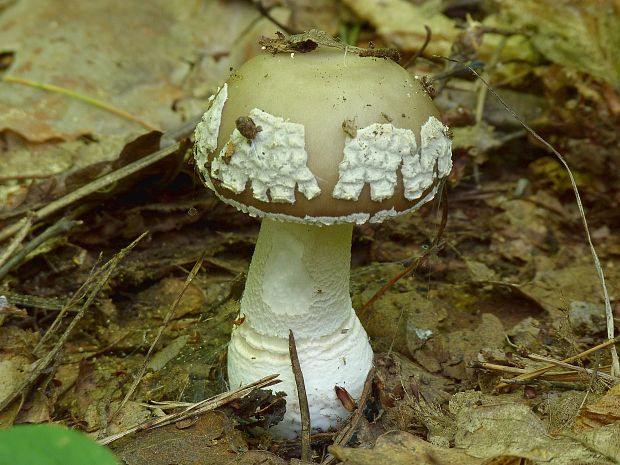 muchotrávka Amanita sp.