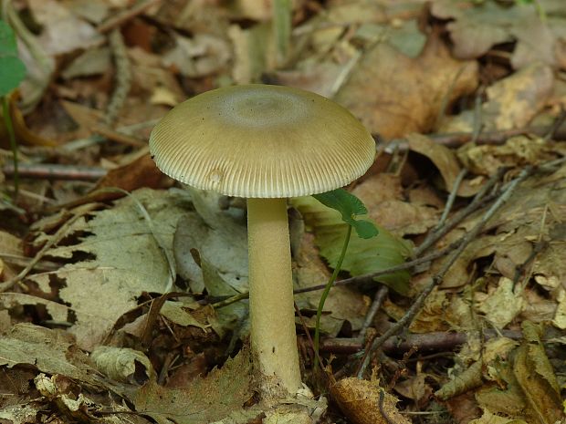 muchotrávka Amanita sp.