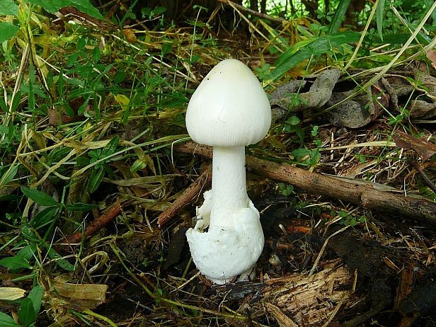 muchotrávka Amanita sp.