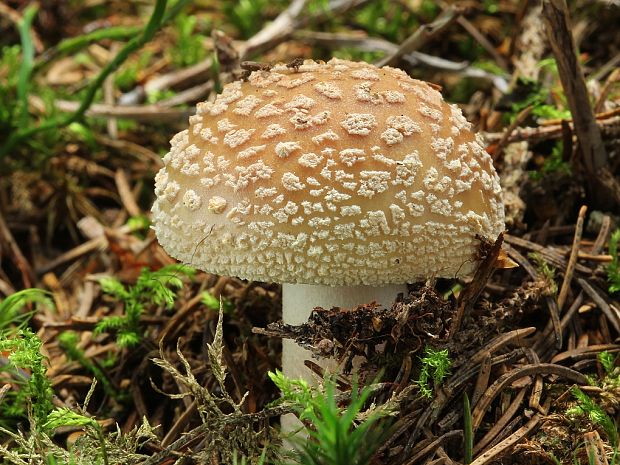 muchotrávka Amanita sp.