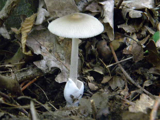 muchotrávka pošvatá Amanita vaginata (Bull.) Lam.