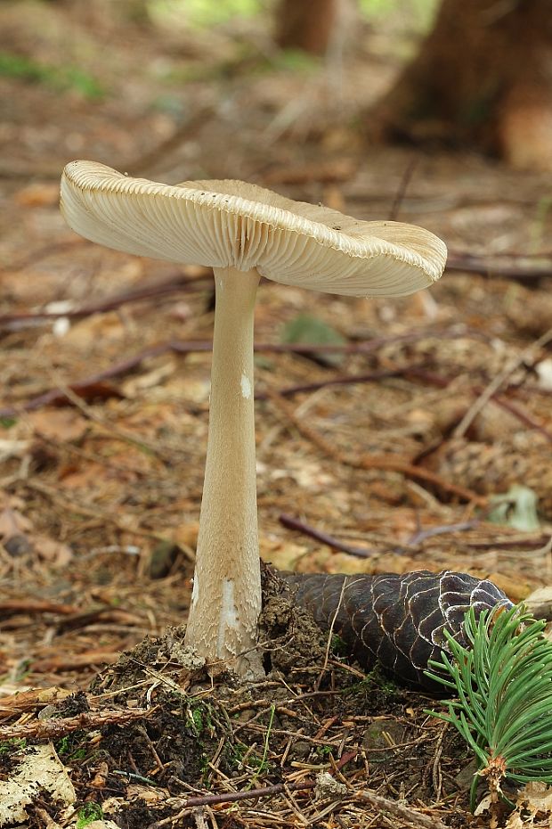 muchotrávka pošvatá Amanita vaginata (Bull.) Lam.