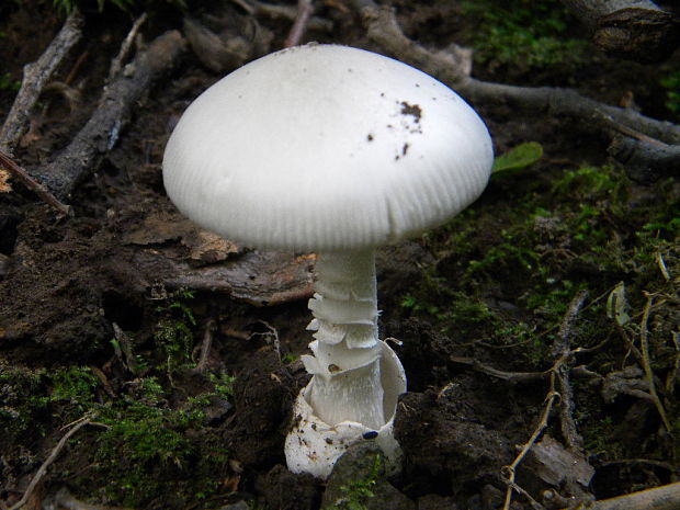 muchotrávka končistá ? Amanita virosa Bertill.