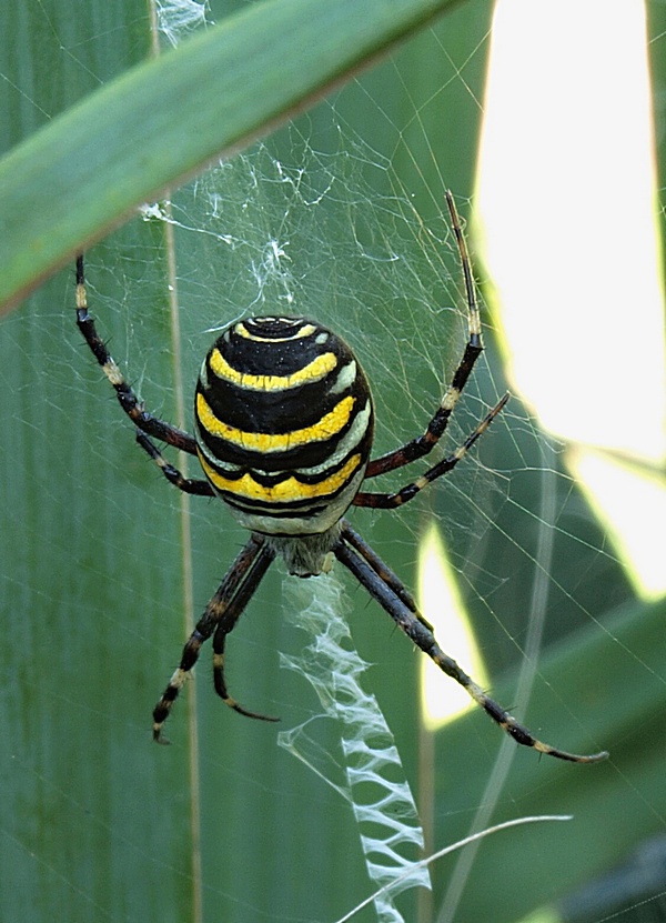 križiak pásavý Argiope bruennichi