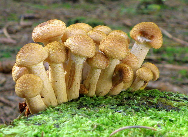 podpňovka tmavá Armillaria ostoyae (Romagn.) Herink