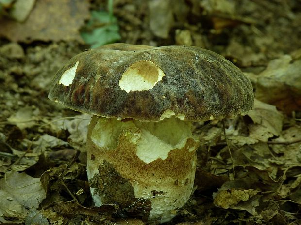 hríb bronzový Boletus aereus Bull. ex Fr.