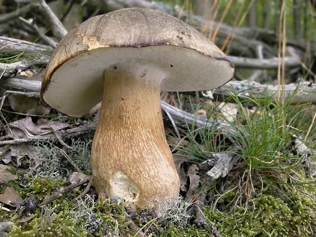 hríb bronzový Boletus aereus Bull. ex Fr.