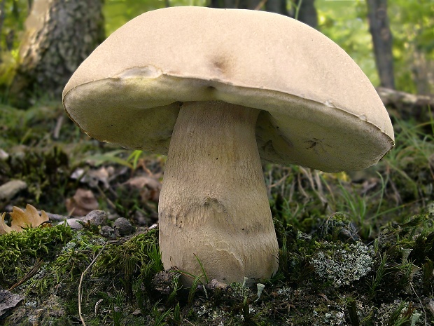 hríb dubový Boletus reticulatus Schaeff.