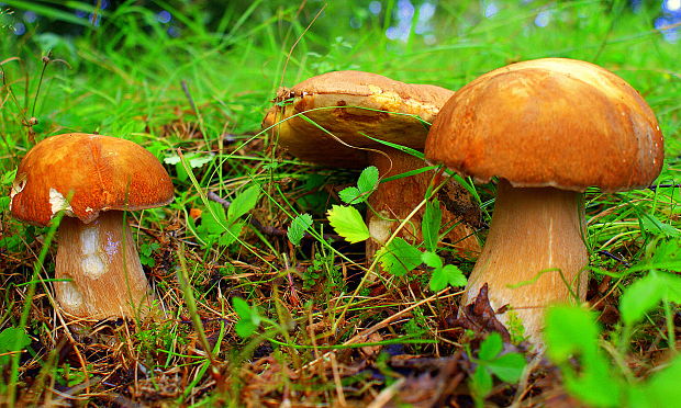 hríb dubový Boletus reticulatus Schaeff.