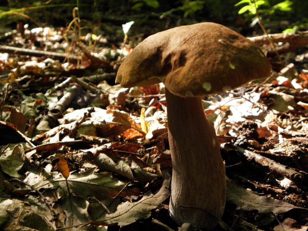 hríb Boletus sp.