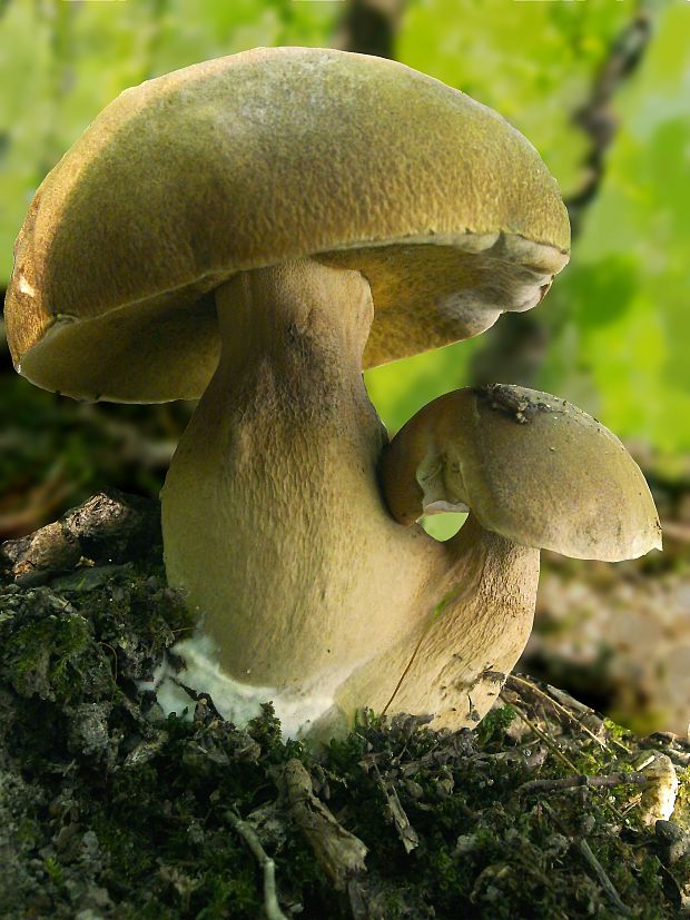 hríb Boletus sp.