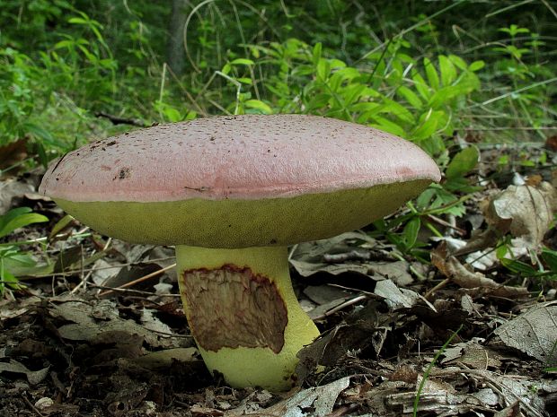 hríb kráľovský Butyriboletus regius (Krombh.) D. Arora & J.L. Frank