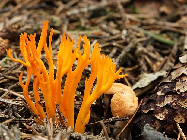 parôžkovec lepkavý Calocera viscosa (Pers.) Fr.