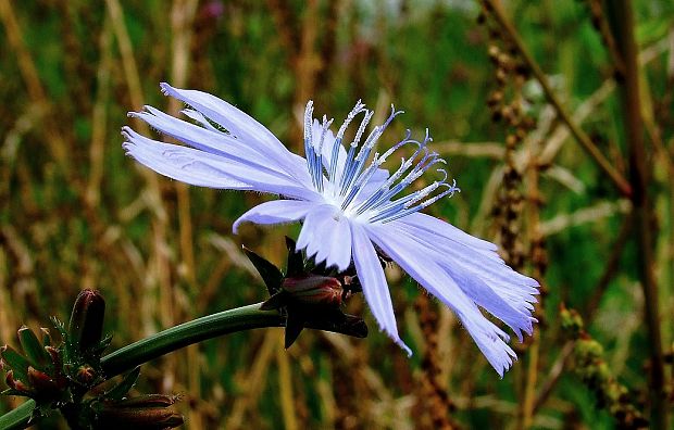 čakanka obyčajná Cichorium intybus L.