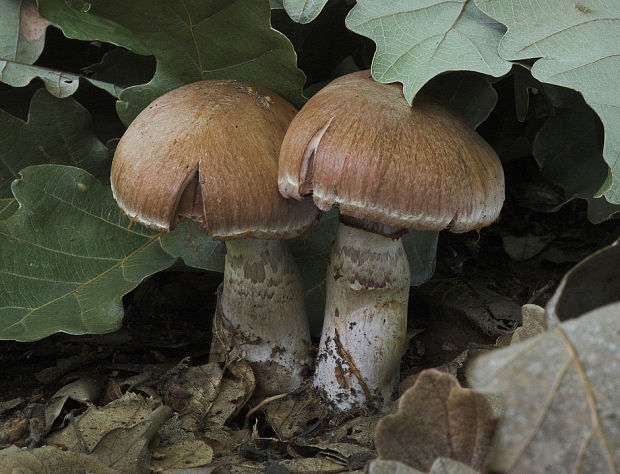 pavučinovec Cortinarius sp.