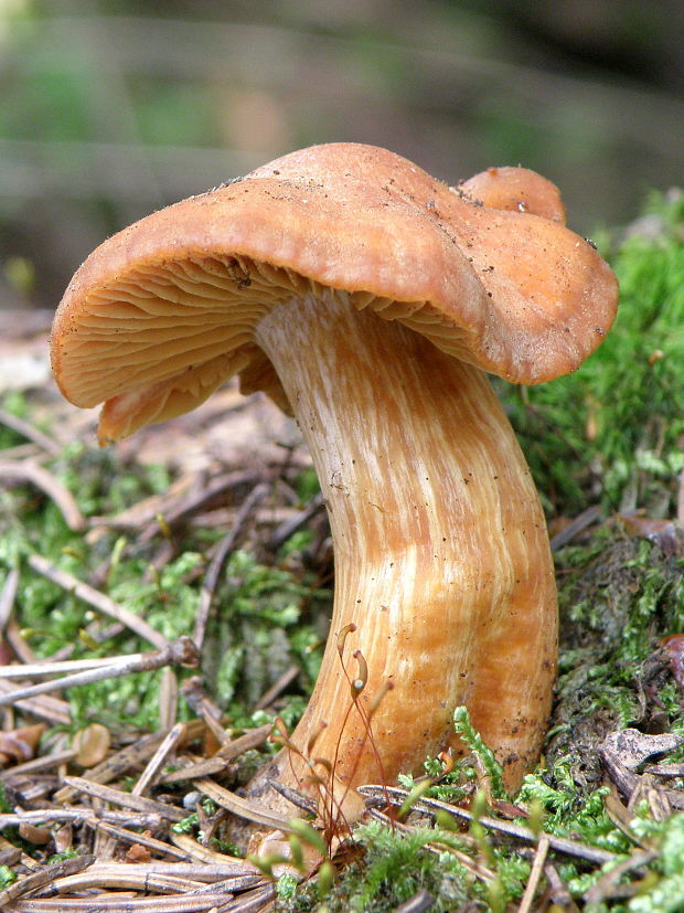 pavučinovec Cortinarius sp.