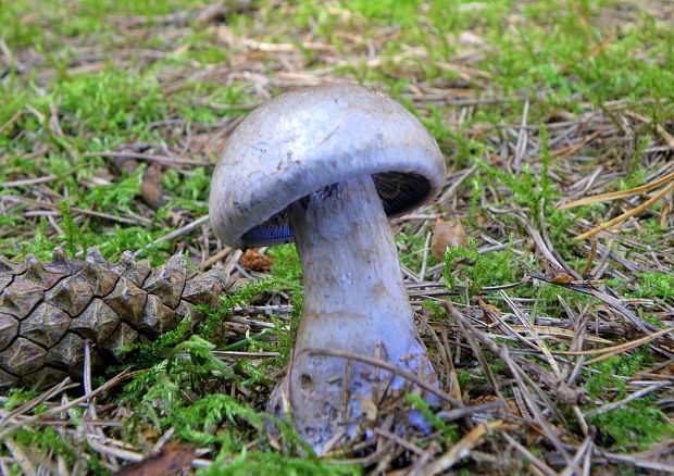 pavučinovec Cortinarius sp.