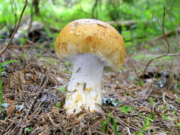 pavučinovec Cortinarius sp.