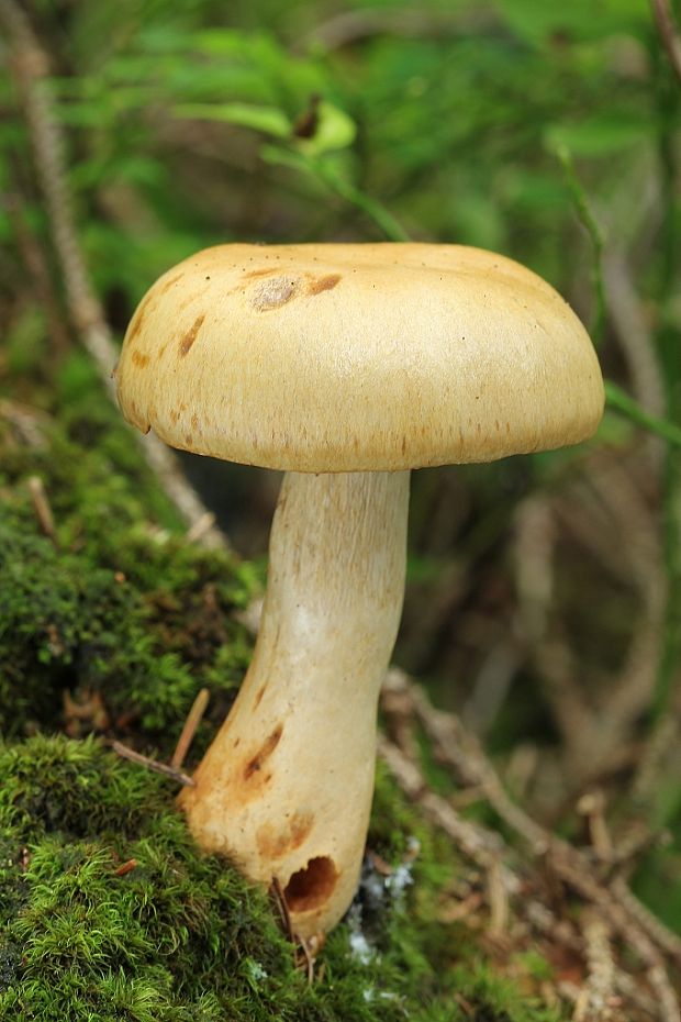 pavučinovec Cortinarius sp.