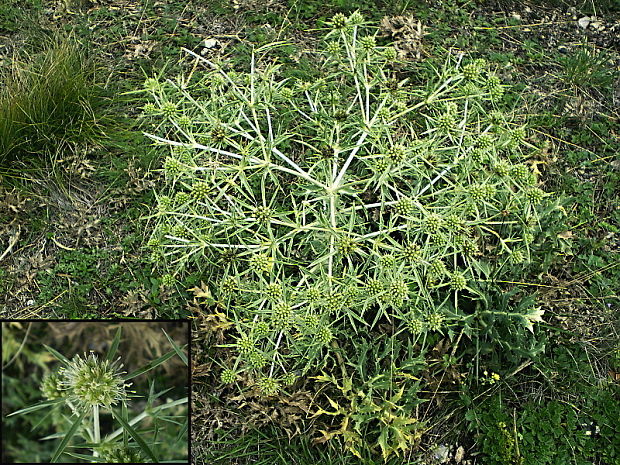 kotúč poľný Eryngium campestre L.