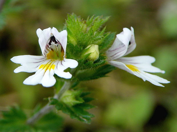 očianka rostkovova Euphrasia rostkoviana Hayne