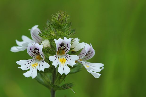 očianka rostkovova Euphrasia rostkoviana Hayne